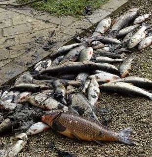 poissons morts